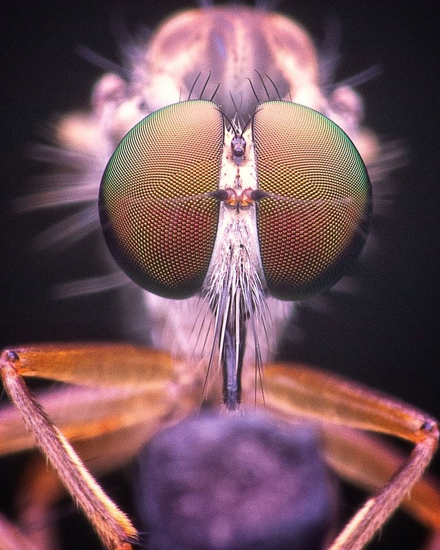 macro photography Close encounter Robber Fly фото превью