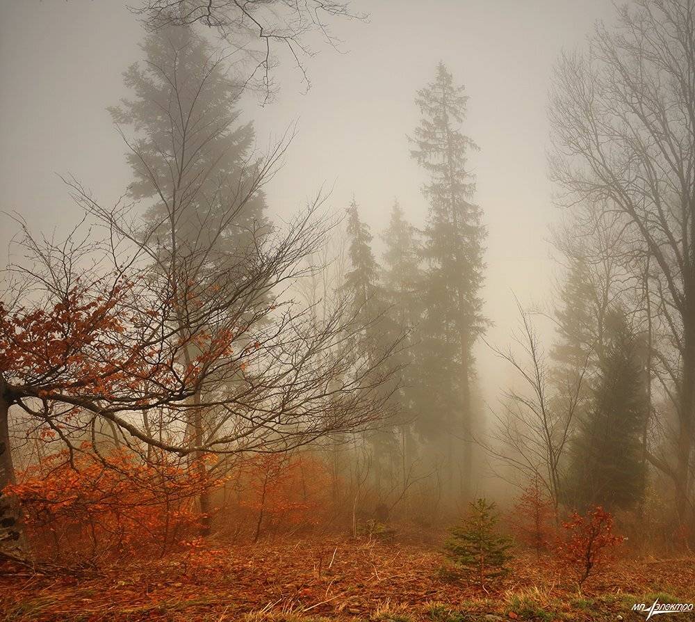 swiss, Матвеев Николай