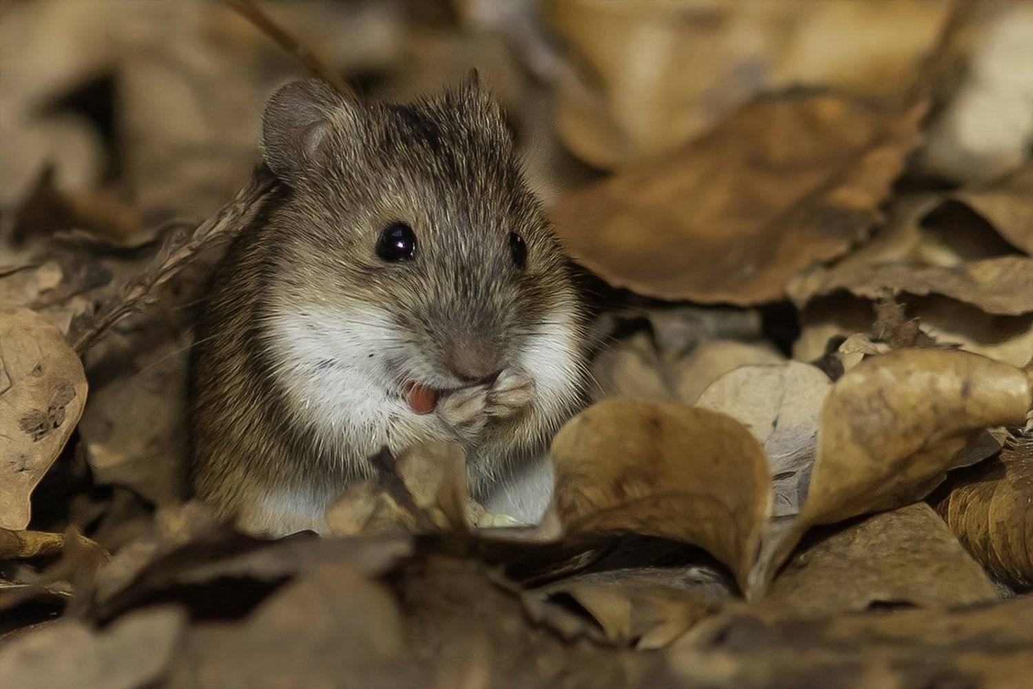 мышь, лес, норка, умывание, Наталия Сытина