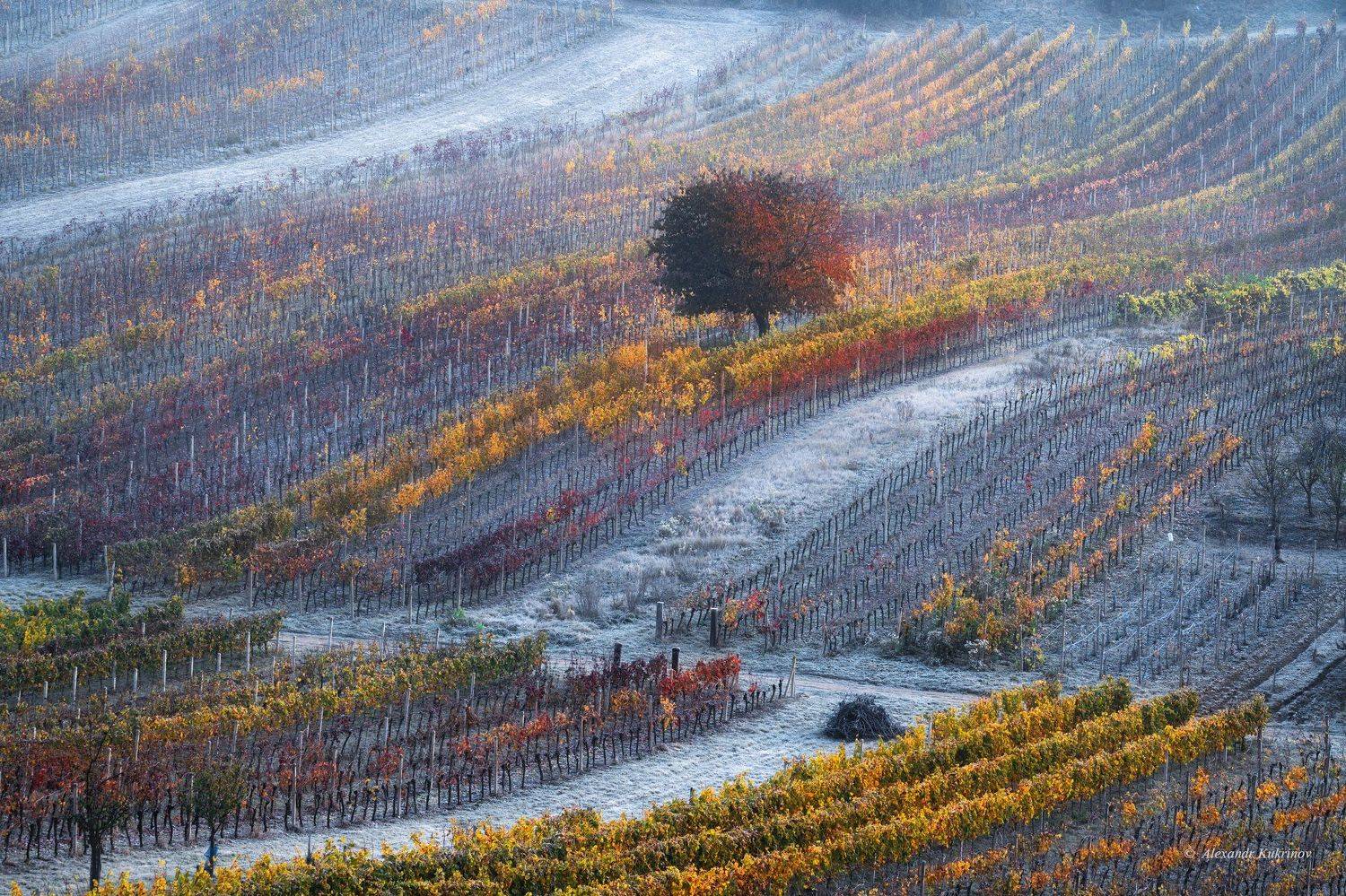 пейзаж, моравия, осень, рассвет, утро, иней, Александр Кукринов