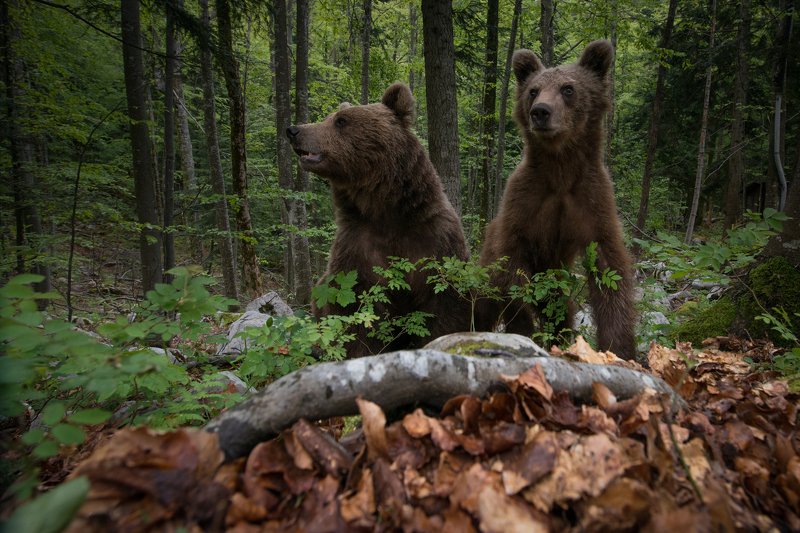 Mama and her cub фото превью