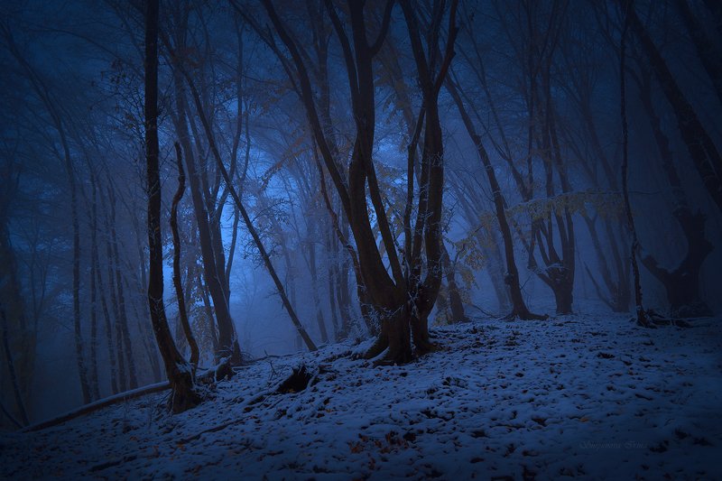 Mystic forest фото превью