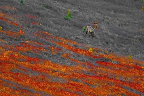 осенние ритмы маральего гона