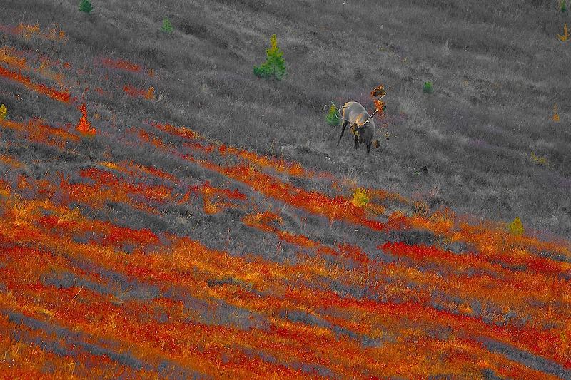 респ.алтай,аргут,буртулдак,гон,марал,горы,тайга,осень,сентябрь,природа.путешествие осенние ритмы маральего гона фото превью