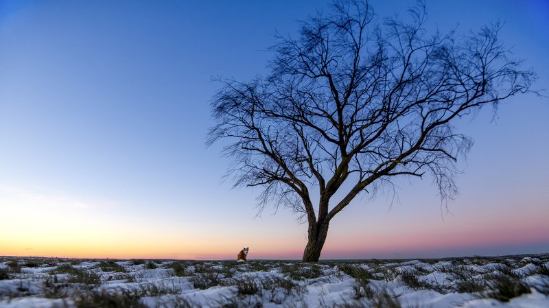 sunset, Icelandic sheepdog, sunset Naskur фото превью