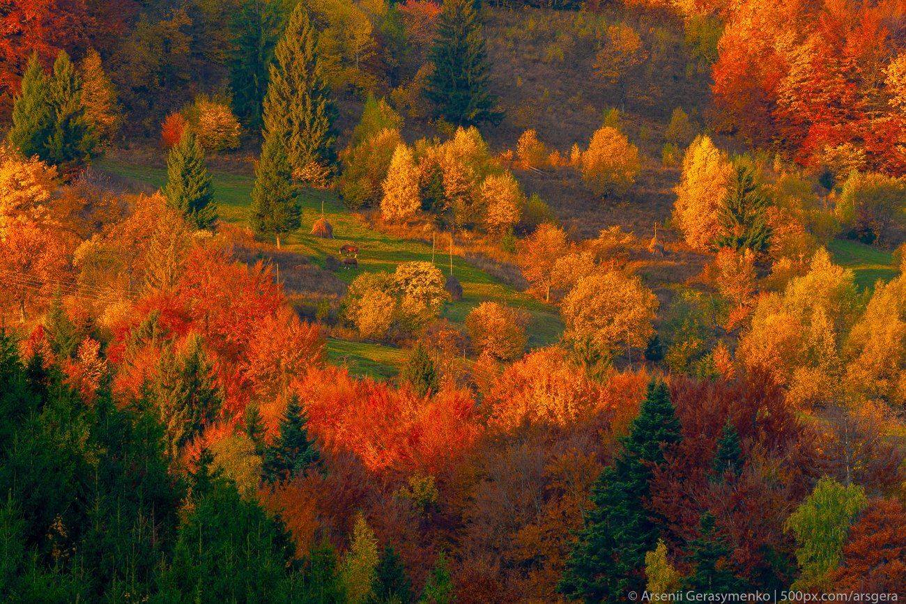alpine, animal, autumn, background, beautiful, carpathian mountains, carpathians, color, colorful, conifer, countryside, deciduous, diagonal, domestic, fall, field, foliage, forest, haystack, hill, horse, land, landscape, meadow, morning, mountain, mounta, Арсений Герасименко