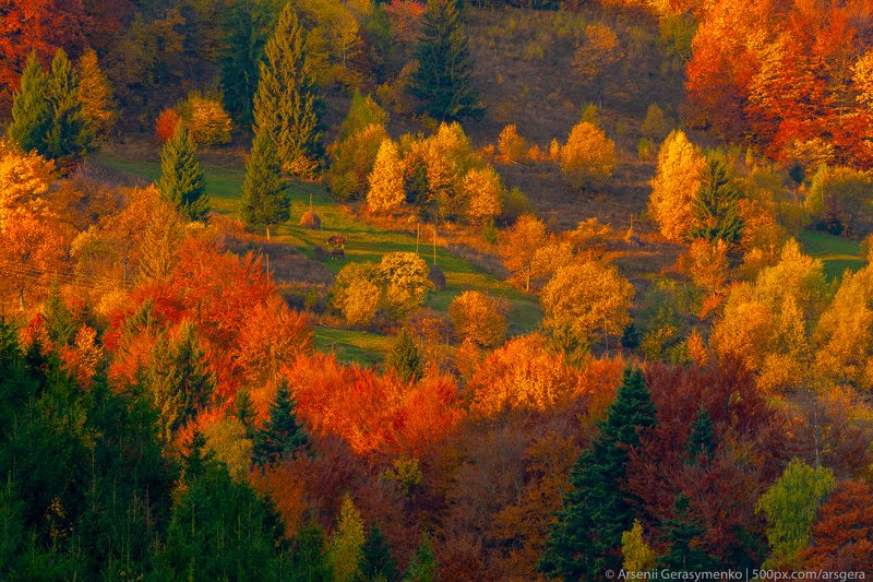 Autumn foliage trees and horses in the mountains. Meadow with haystack and forest in the Carpathian mountains фото превью