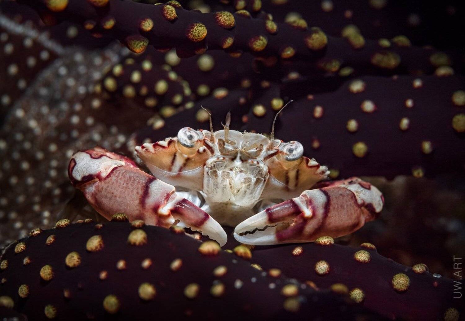 , Андрей Савин