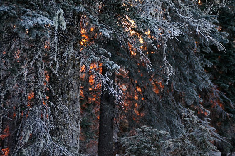зима, пейзаж Изморозь фото превью