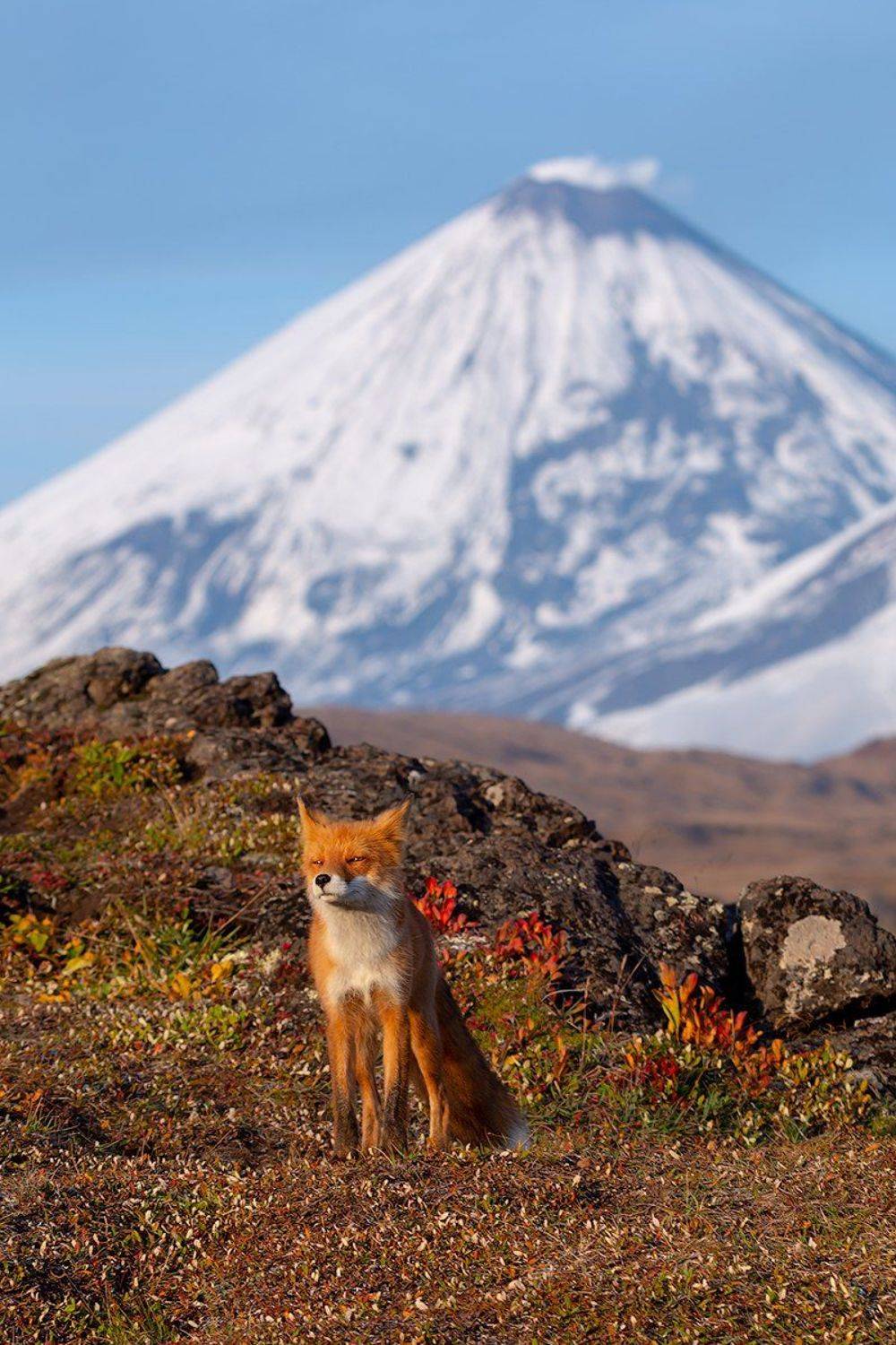 камчатка, лиса, природа, путешествие, фототур, животные, осень, Денис Будьков