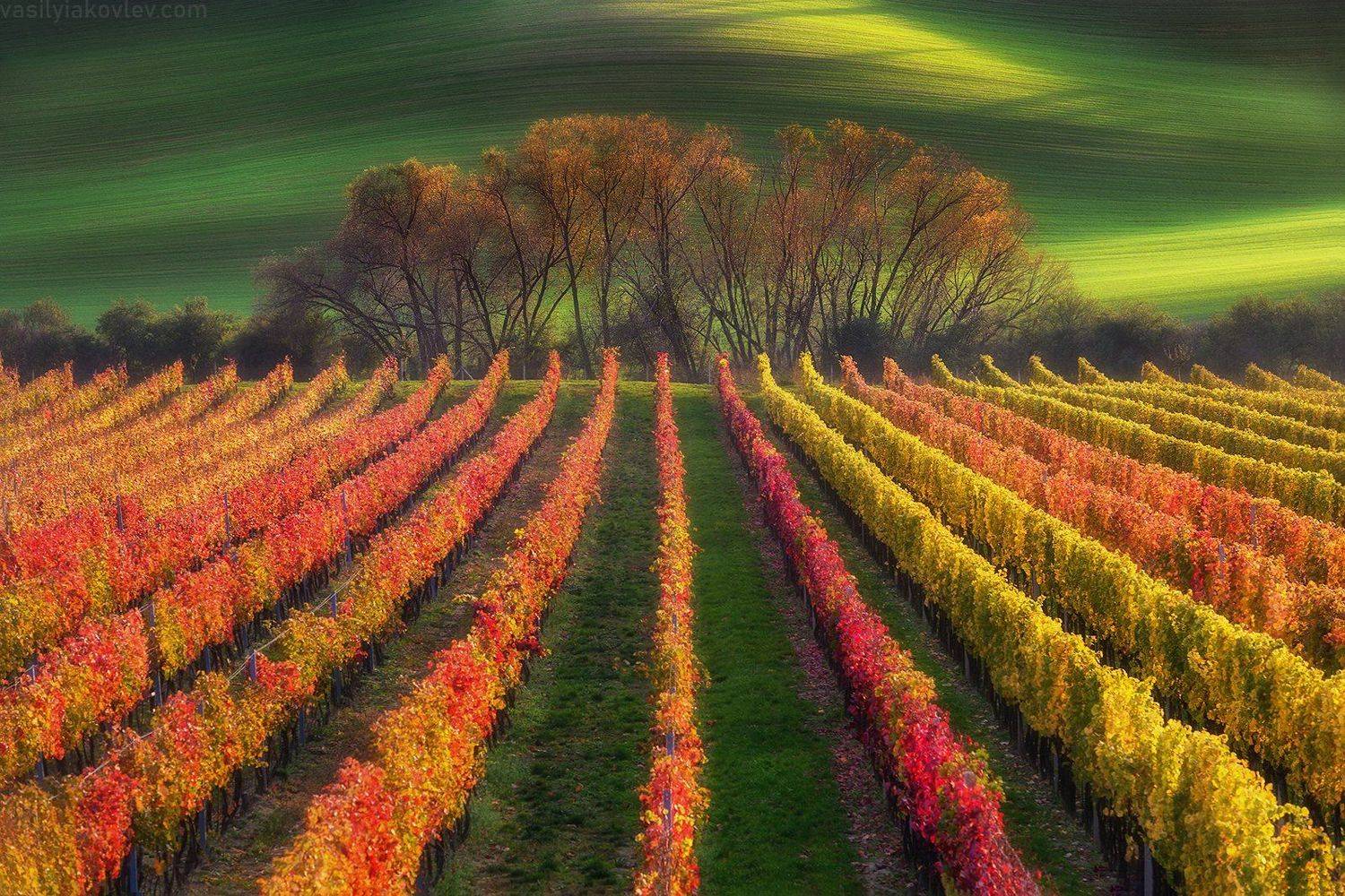 моравия, осень, чехия, фототур, Василий Яковлев