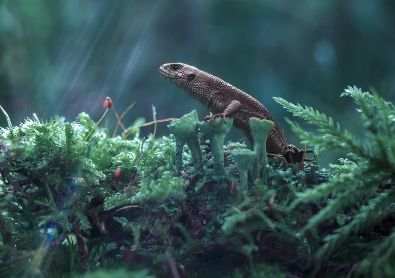 *** фото превью