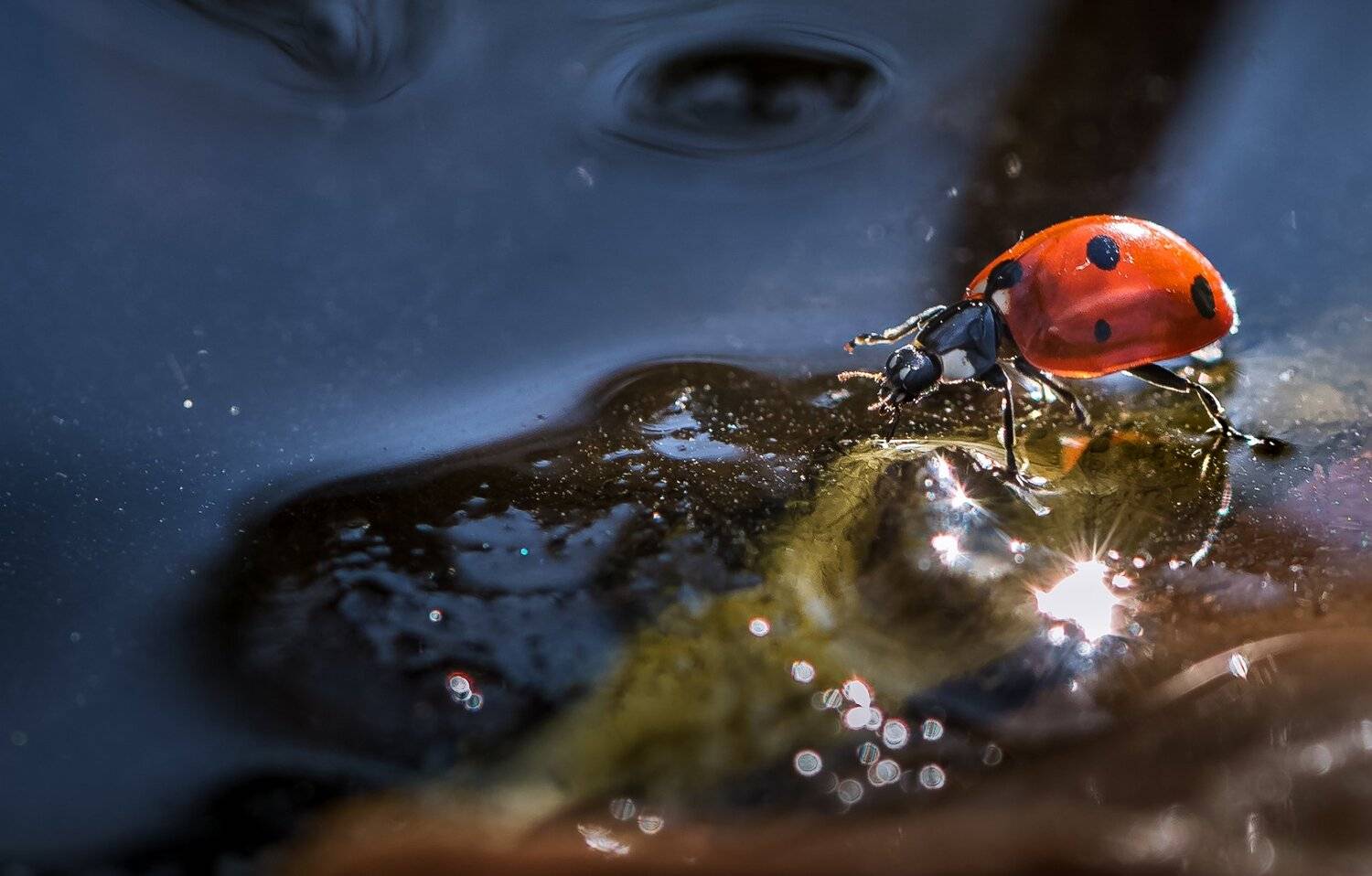 природа, макро, осень, насекомое, жук, божья коровка, пруд, лед, Неля Рачкова