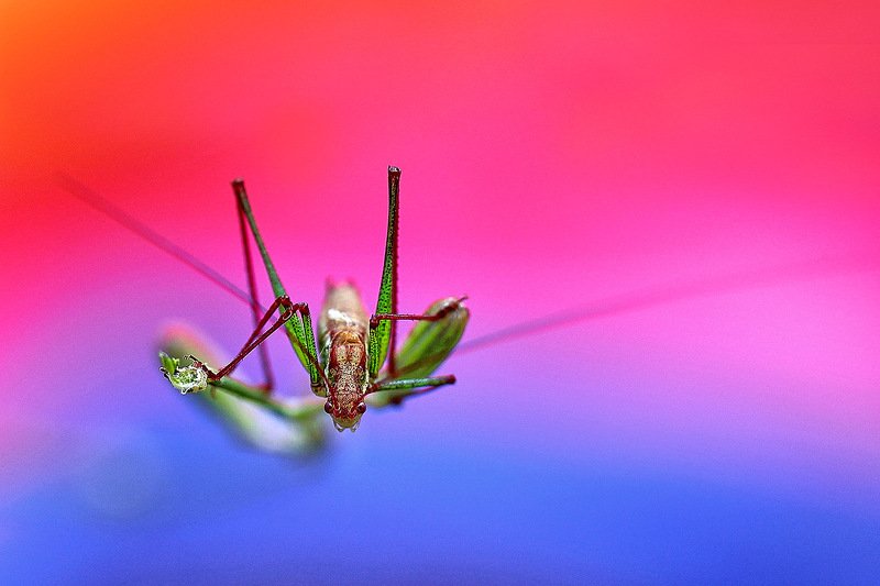 южный, урал, губерля орск, новотроицк Макро Цвет. фото превью