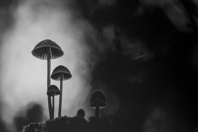 Forest moods фото превью