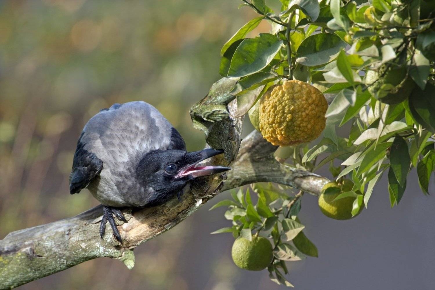 , Людмила Бекман