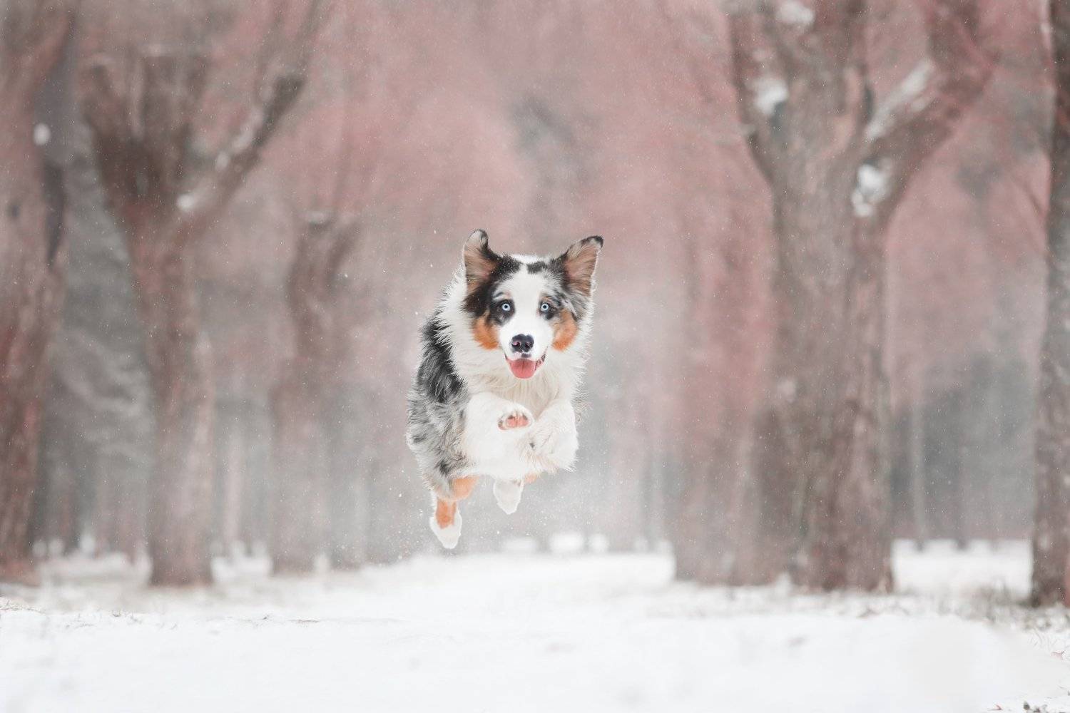 , Наталия Поникарова