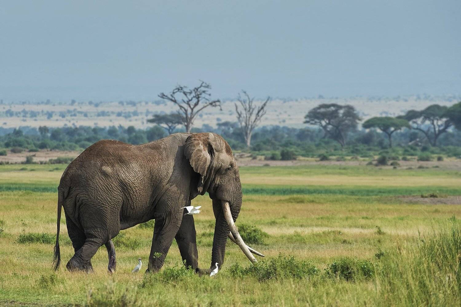 , Калин Ботев
