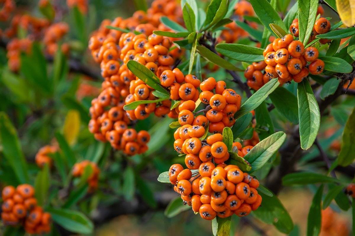 , Александр Земляной