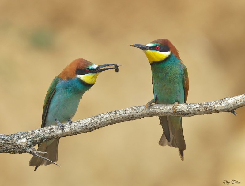 птицы, золотистые щурки, брачные отношения Ах отстаньте, я замужем фото превью