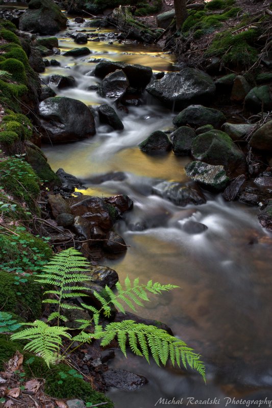 forest, ,trees, ,stream, ,green, ,natura Stream in the forest фото превью