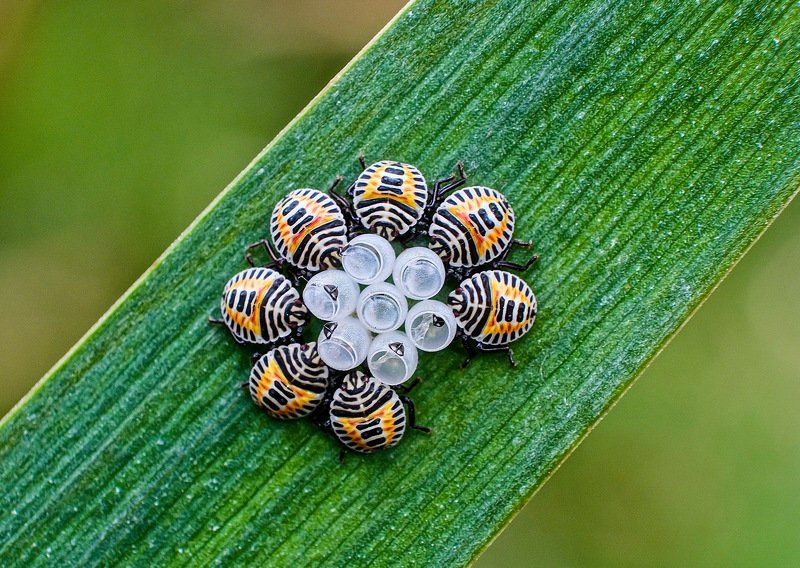 The Body Guards фото превью