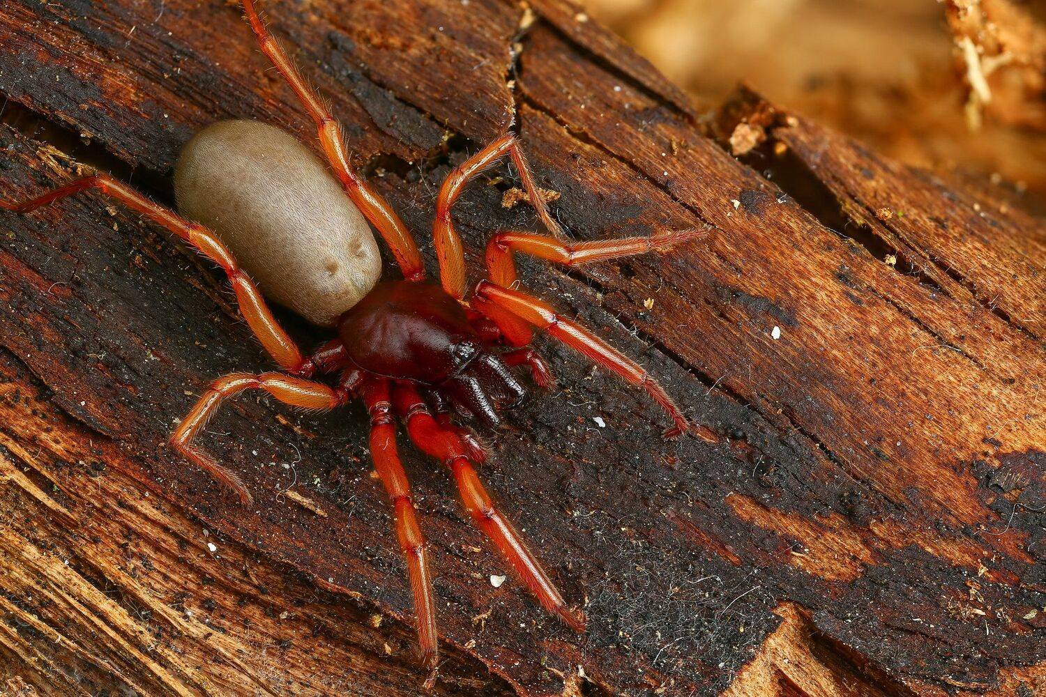 паук макро природа цвет черный коричневый , Андрей Шаповалов