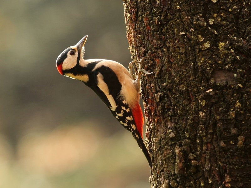 Dendrocopos major фото превью
