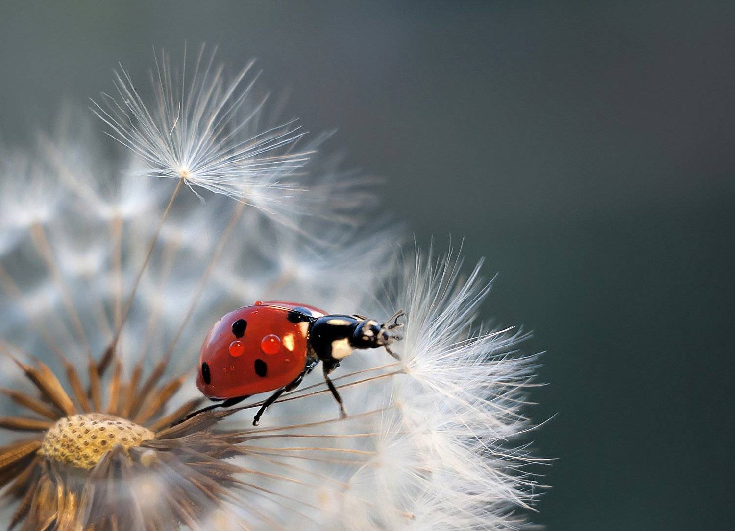 макро божья коровка одуванчик, Мария Александрова