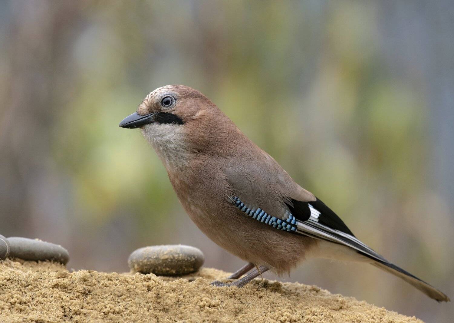 птицы,природа, осень, Андрей Киселёв