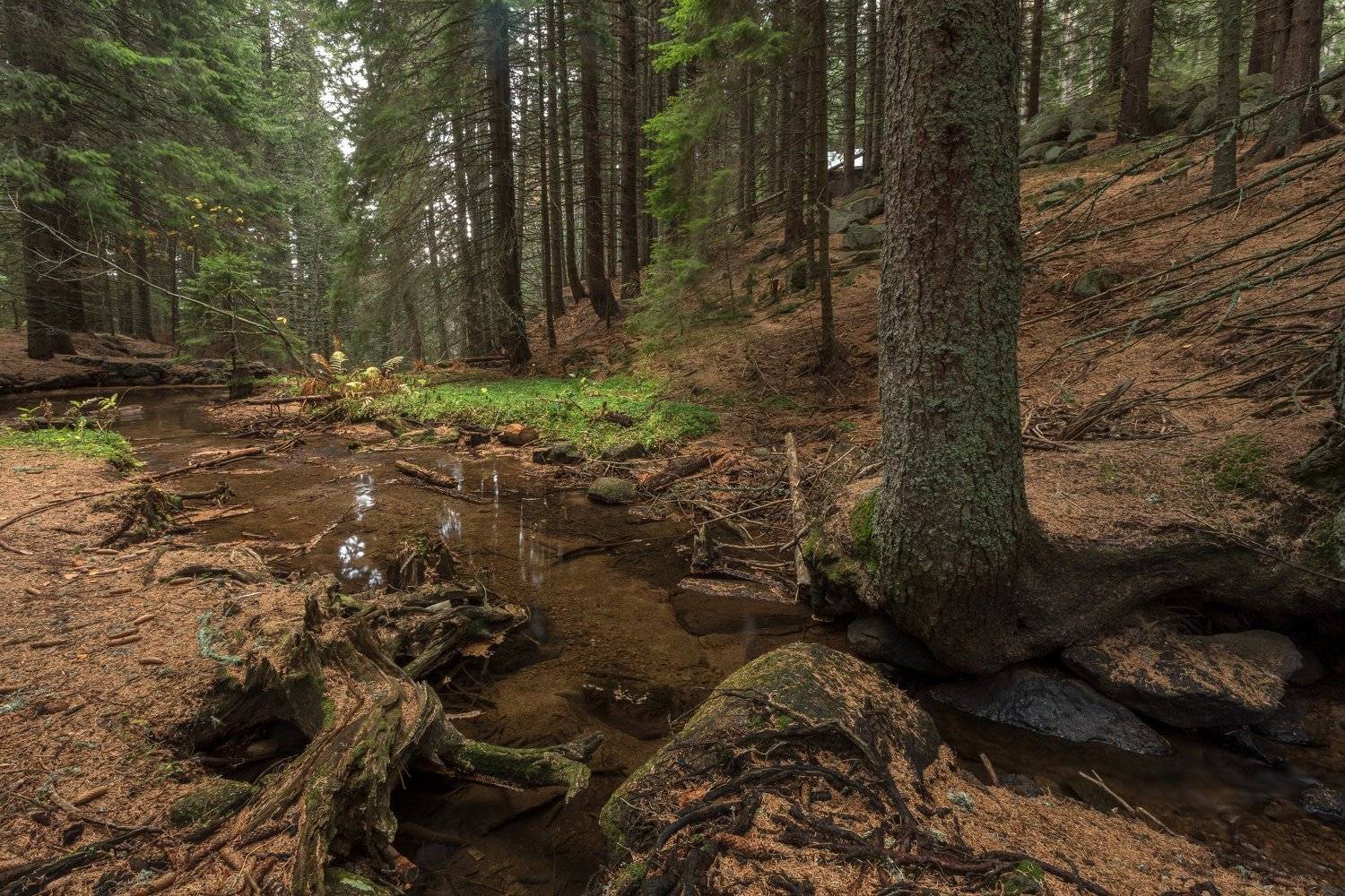 , Александър Сандев