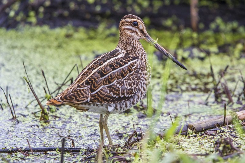 Дупель, Gallinago media Дупель фото превью