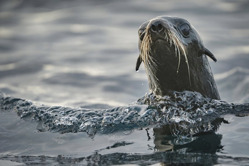 курилы, путешествия, природа, скалы, море, котики, лежбище, океан, морские котики, дикие животные, wildlife, Морской котик фото превью