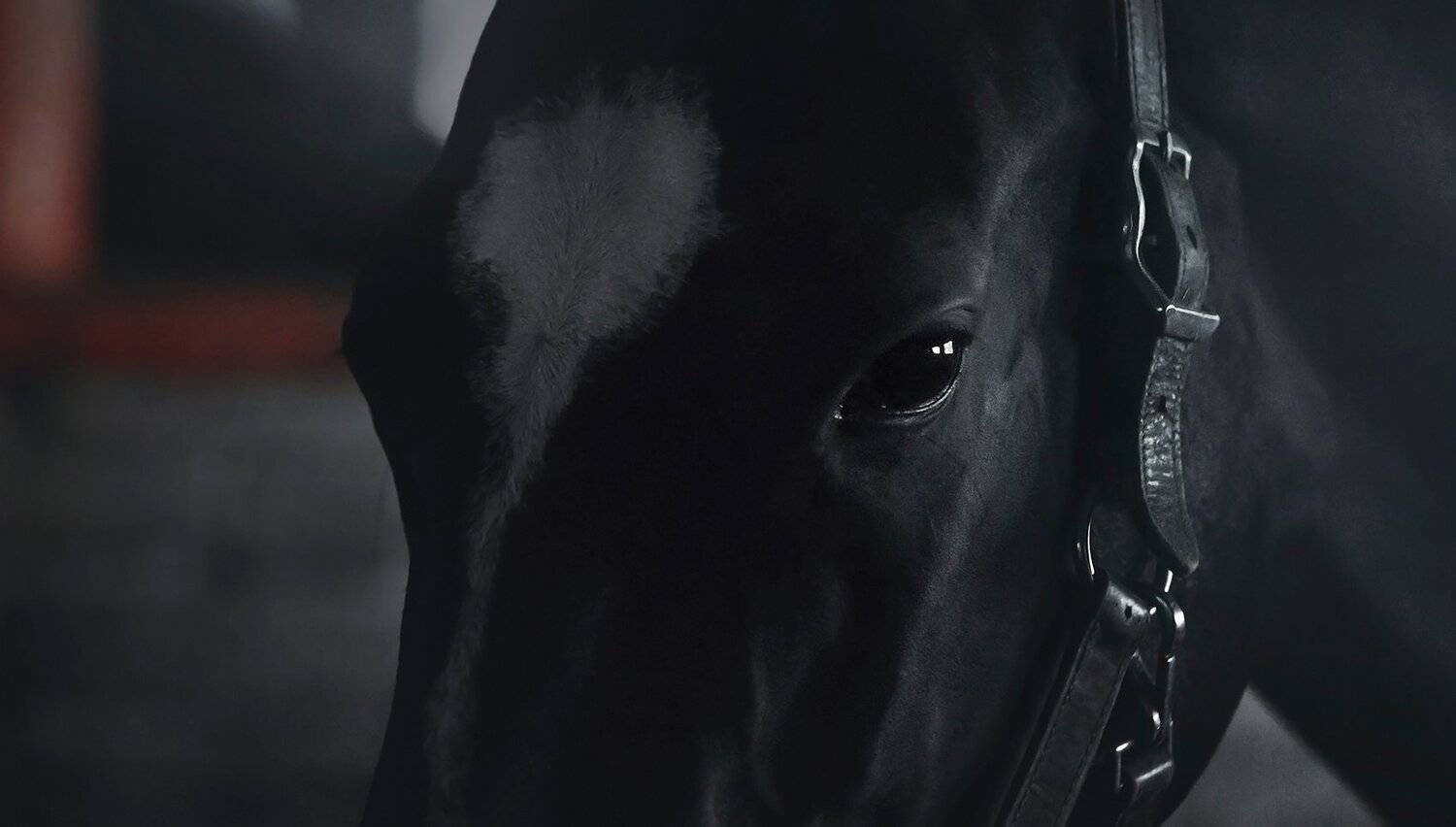 akhal-teke, horse, Erika Tsogoeva