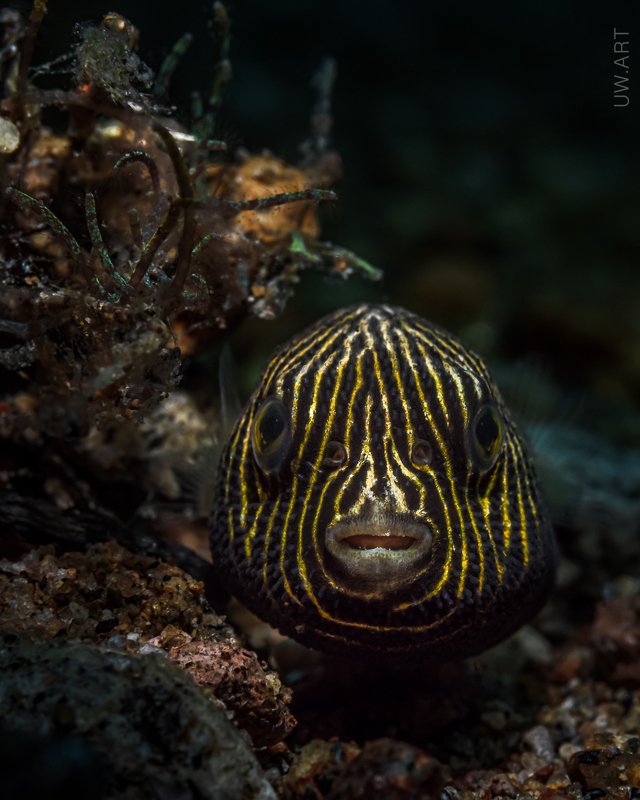 T H E B A L L фото превью