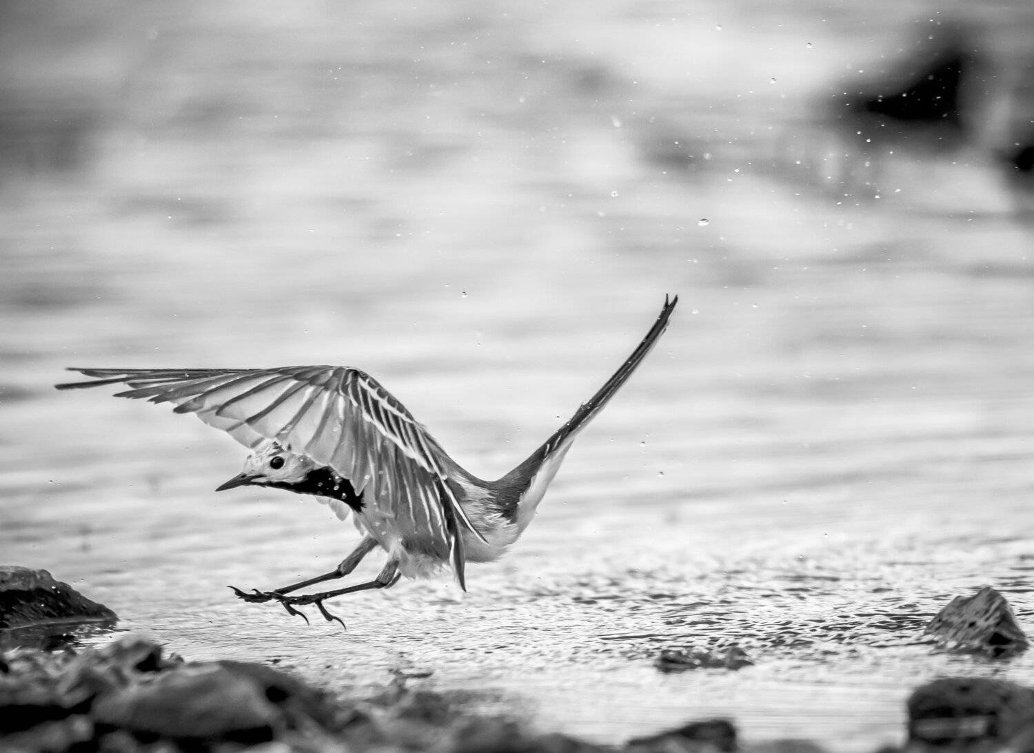 Москва река, чб, чёрно-белое фото, трясогузка, белая трясогузка,Motacilla alba, вода, полёт, рывок, крылья, птица в полёте, весна, приземление, пасмурная погода, Ксения Соварцева