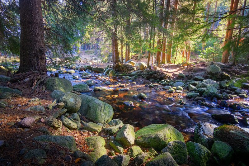 река, лес, солнце, осень Горная река фото превью