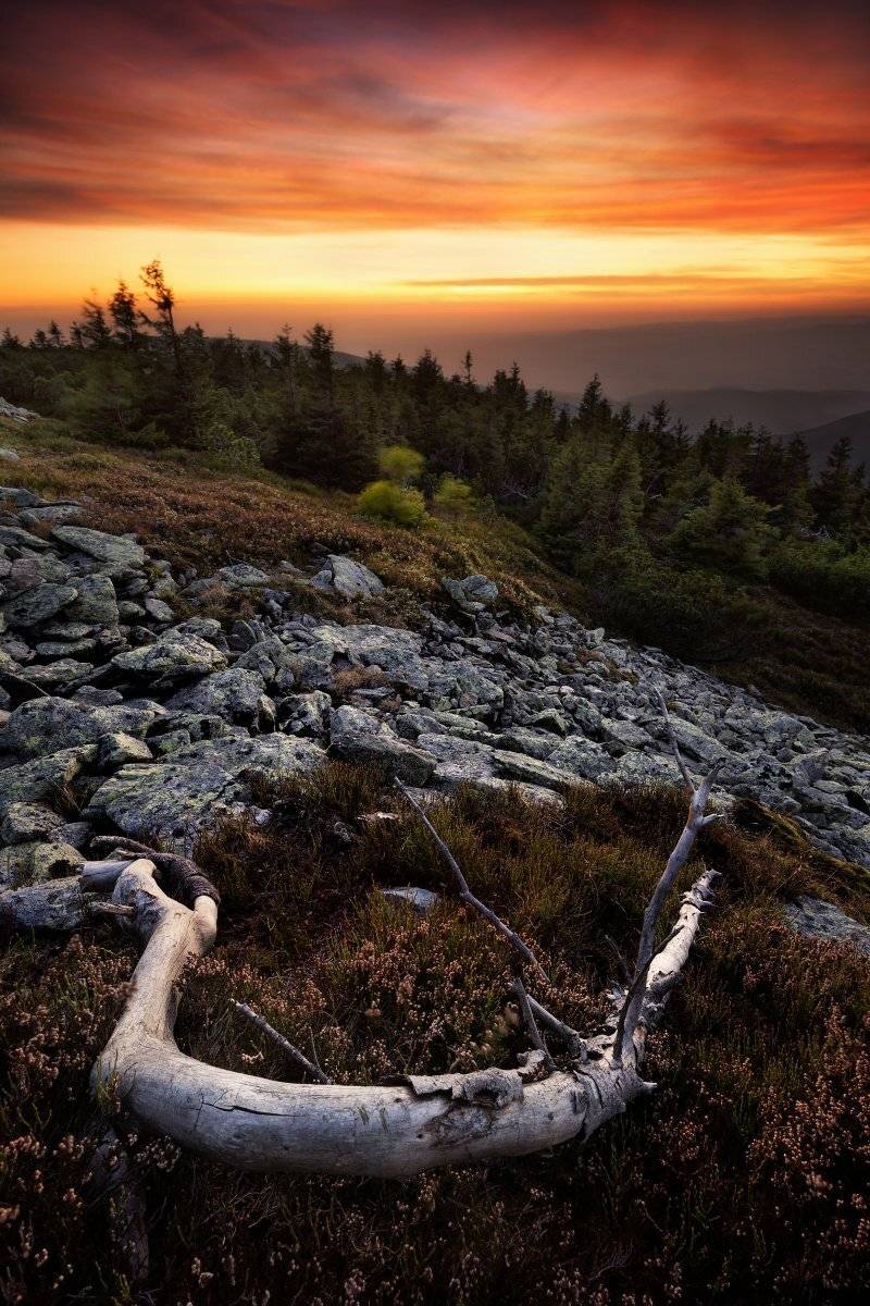 landscape, tree, sunset, panorama, Petr Fiala