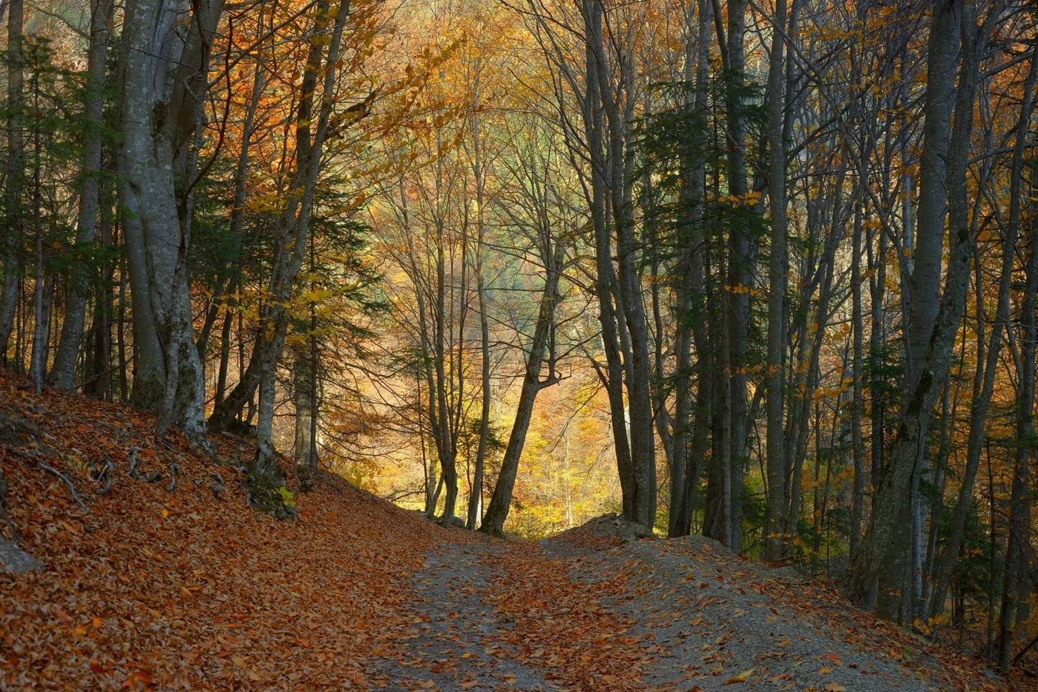 горы кавказ осень лес бук дорога, Александр Жарников