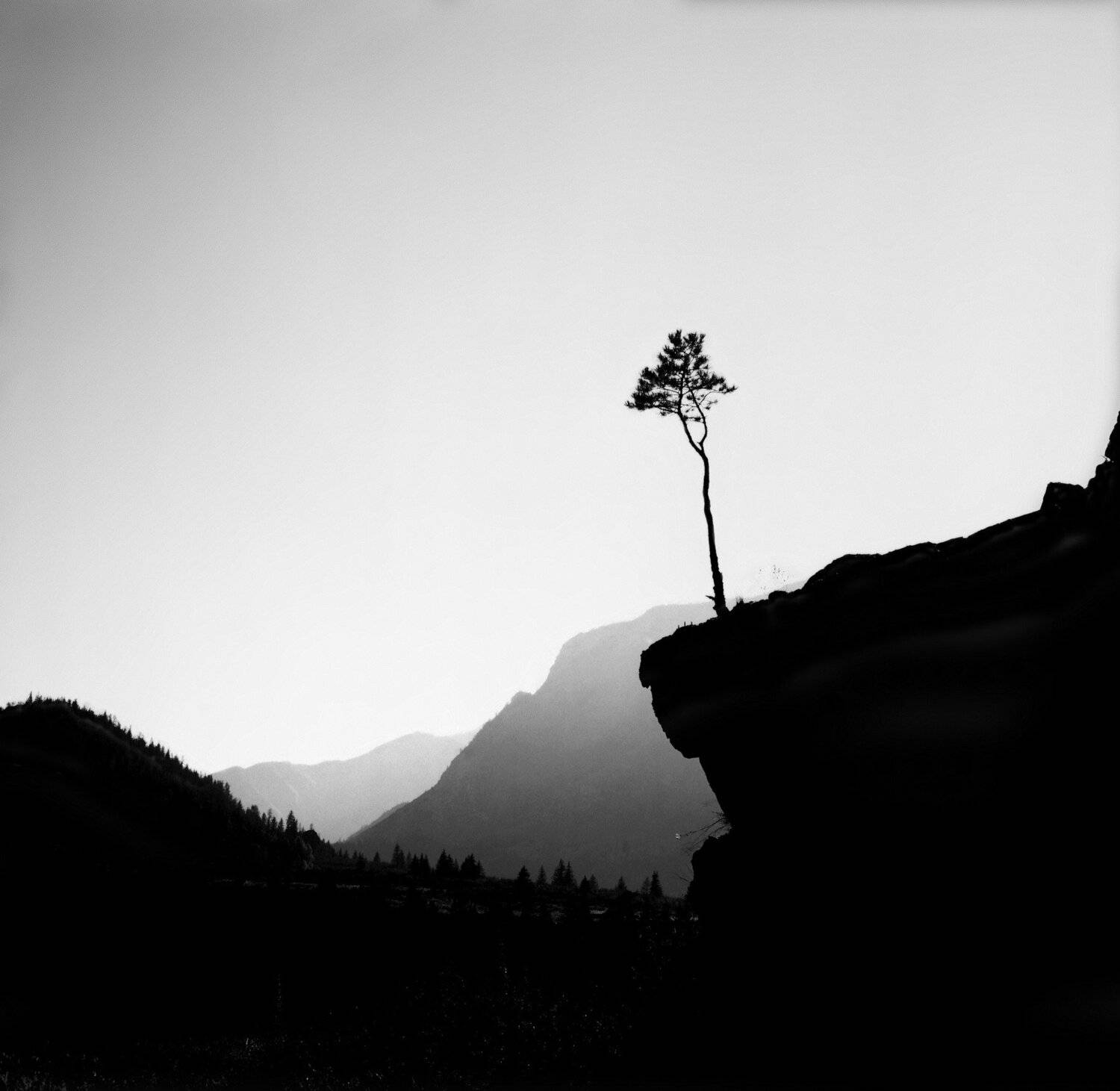 Сосна, дерево, скала, утёс, долина, горы, Алтай, Катунь, Дмитрий Ткаченко