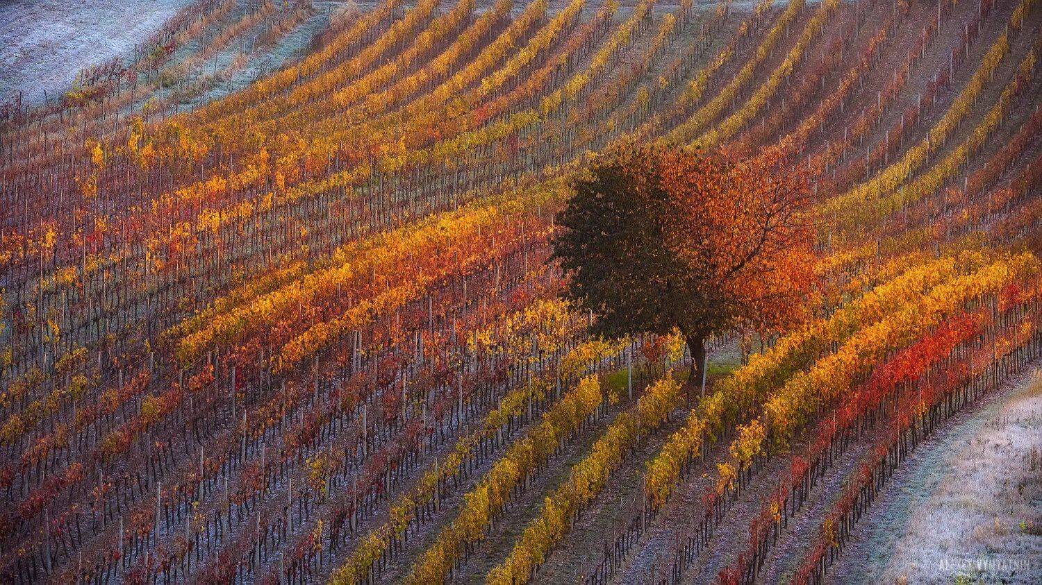 чехия, моравия, рассвет, виноградники, czech, moravia, morava, sunrise, vineyard, Алексей Вымятнин