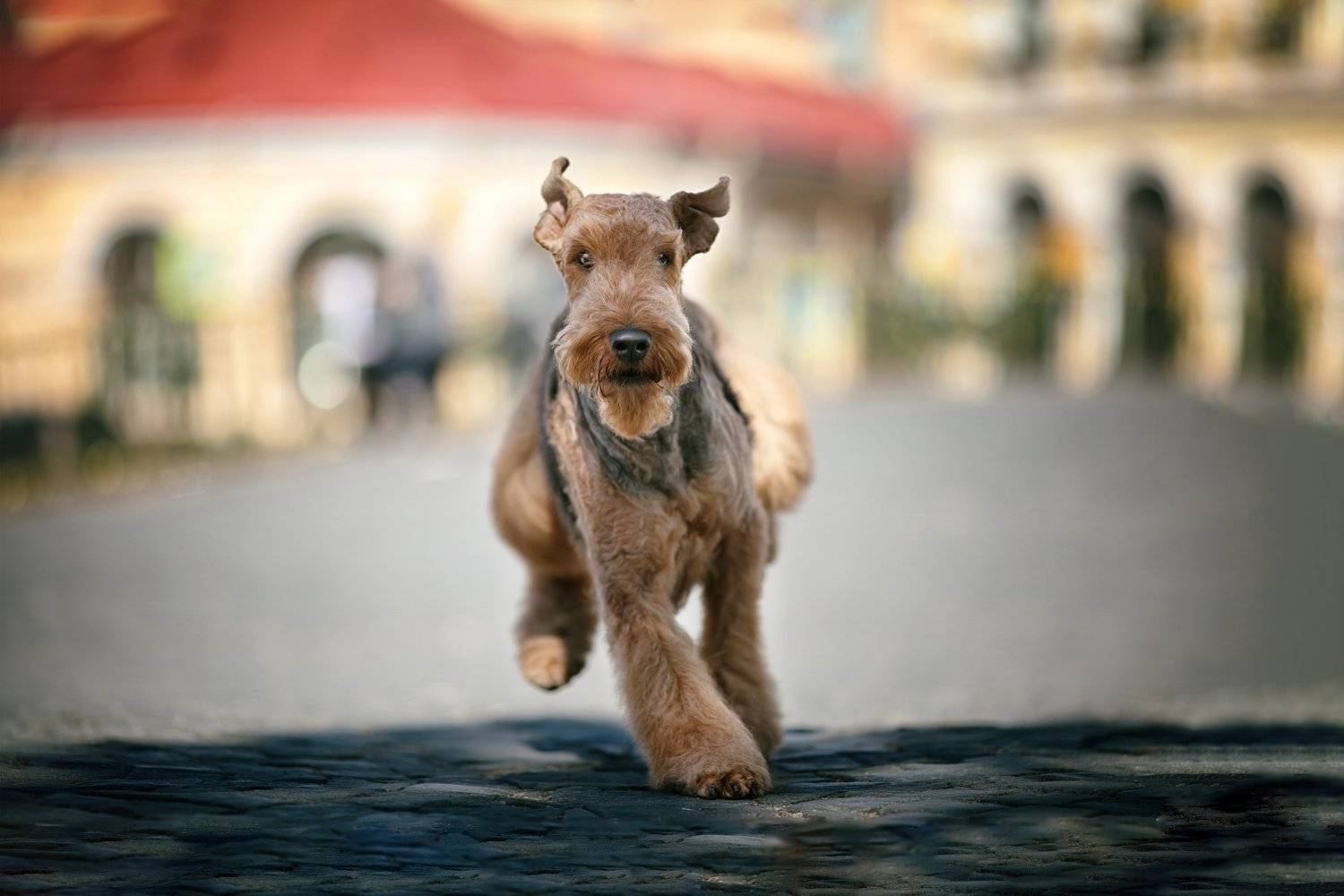 , Наталия Поникарова