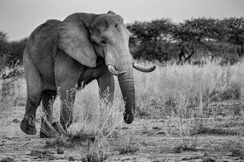 Boy фото превью