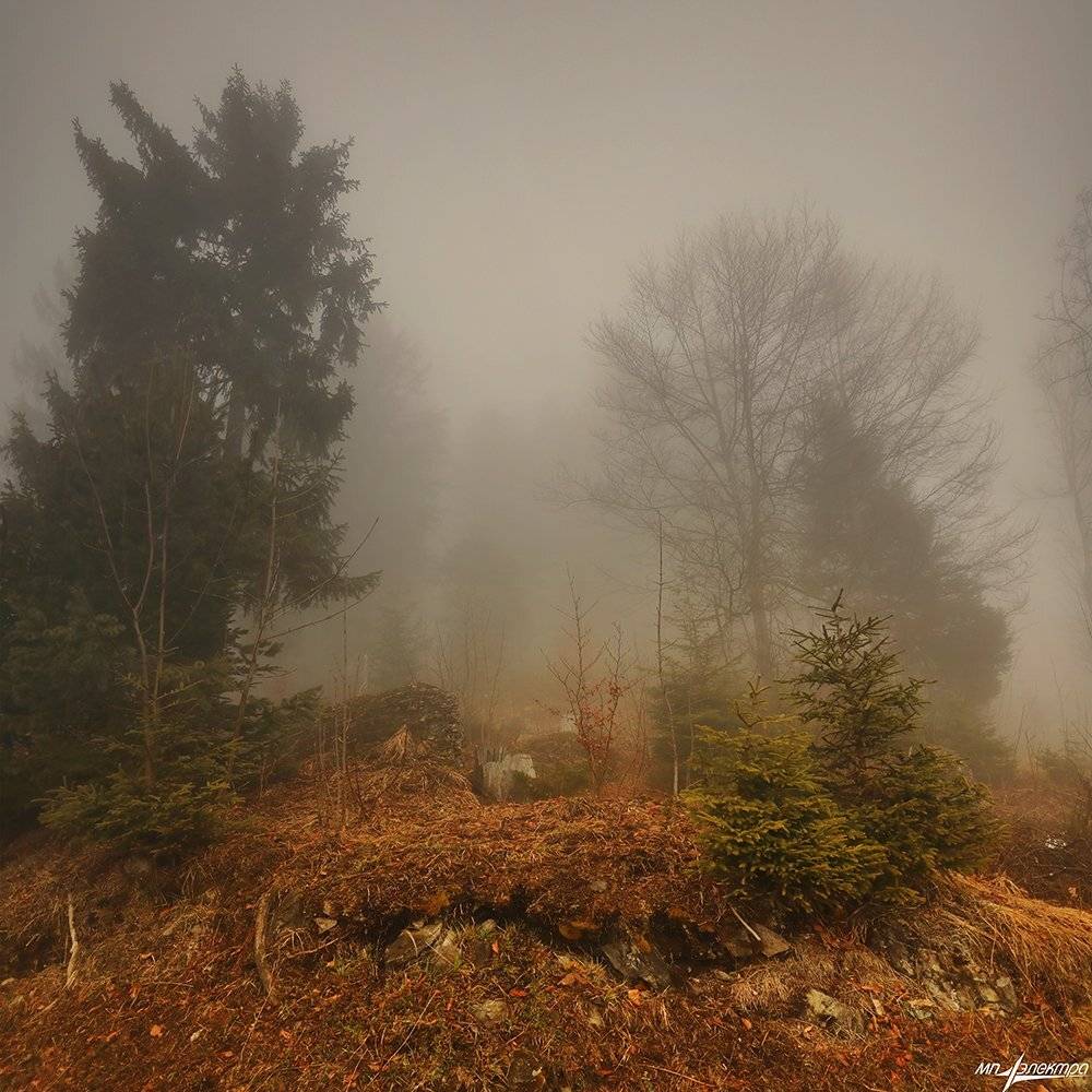 swiss, Матвеев Николай