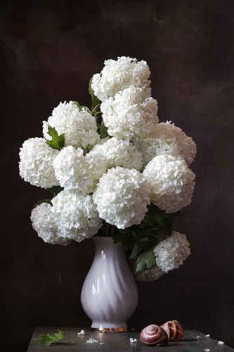 Калина бульденеж