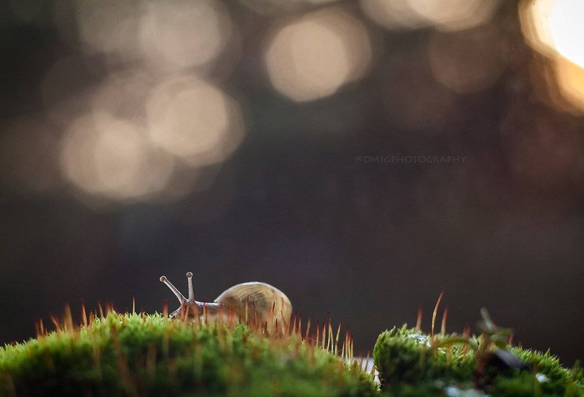 макро, гелиос44_2, природа, жизнь, макромир, улитка, солнце, закат, , Дмитрий Гусалов