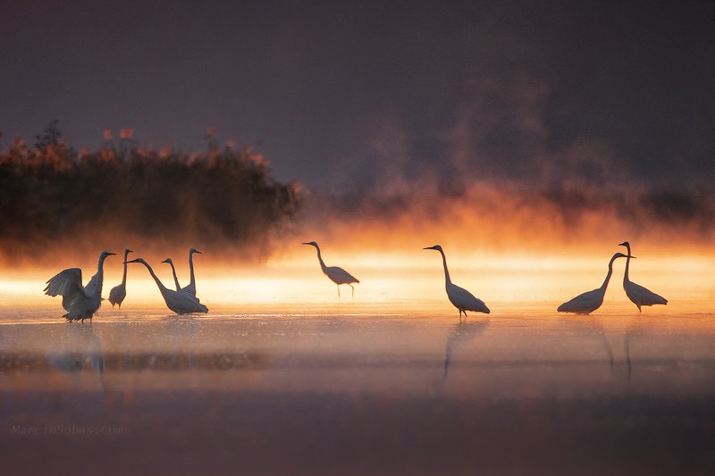 Egrets фото превью