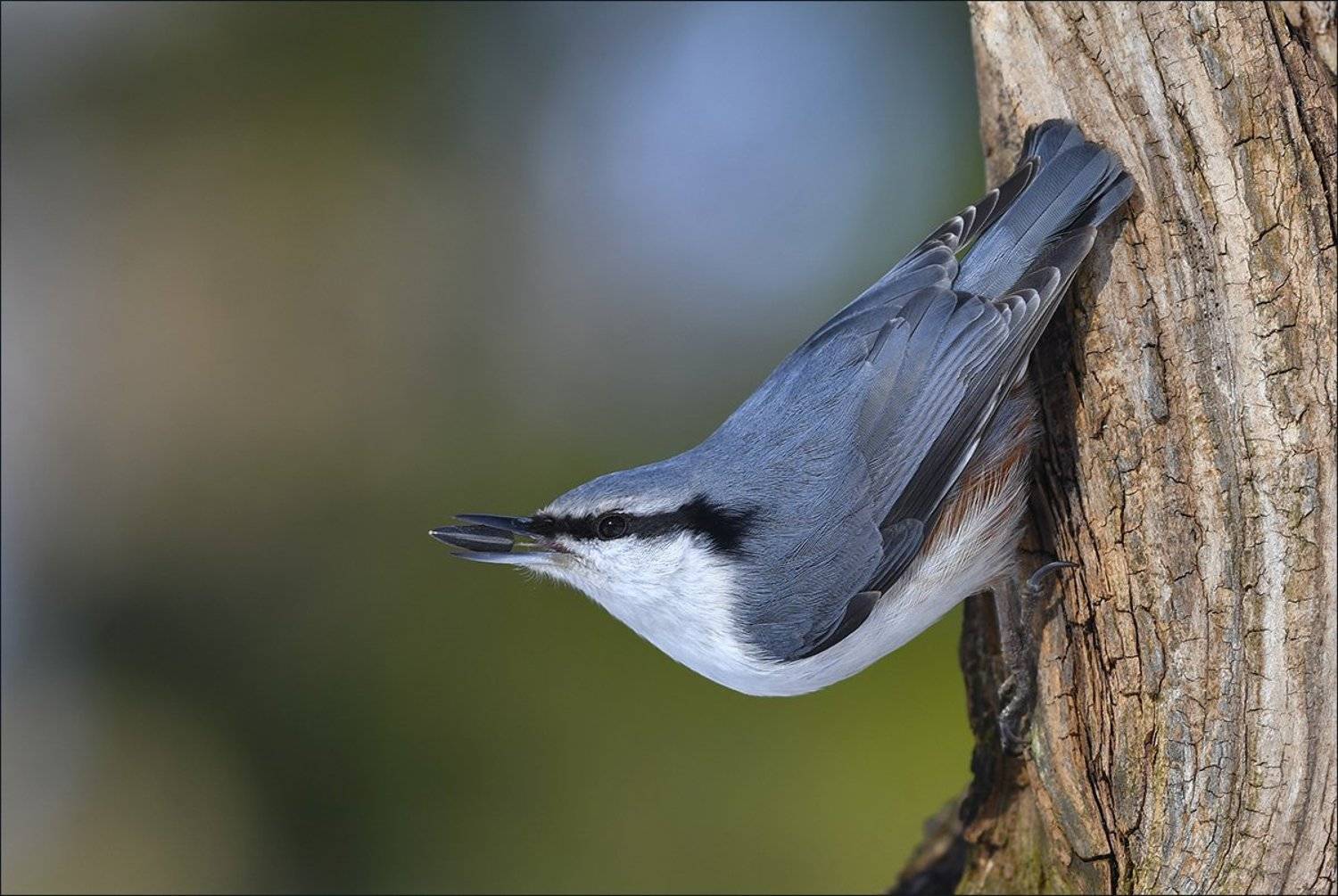 поползень, Андрей Медведев