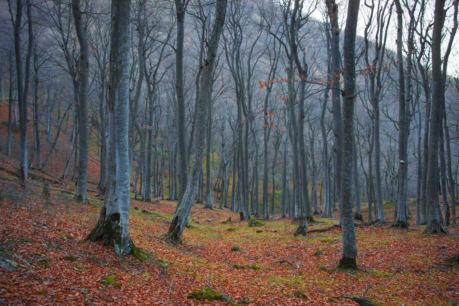 осень,ноябрь,горный лес,пейзаж, Елена Брежицкая