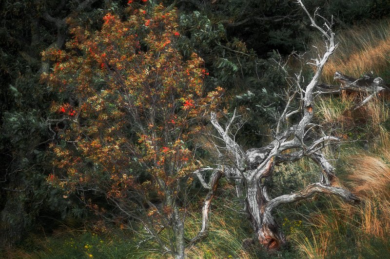 Old and New фото превью